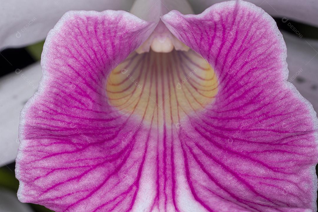 Flor rosa flores sobre fundo desfocado planta