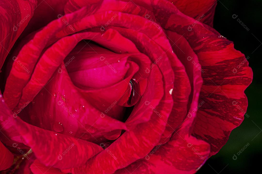 Flor vermelho flores sobre fundo desfocado planta