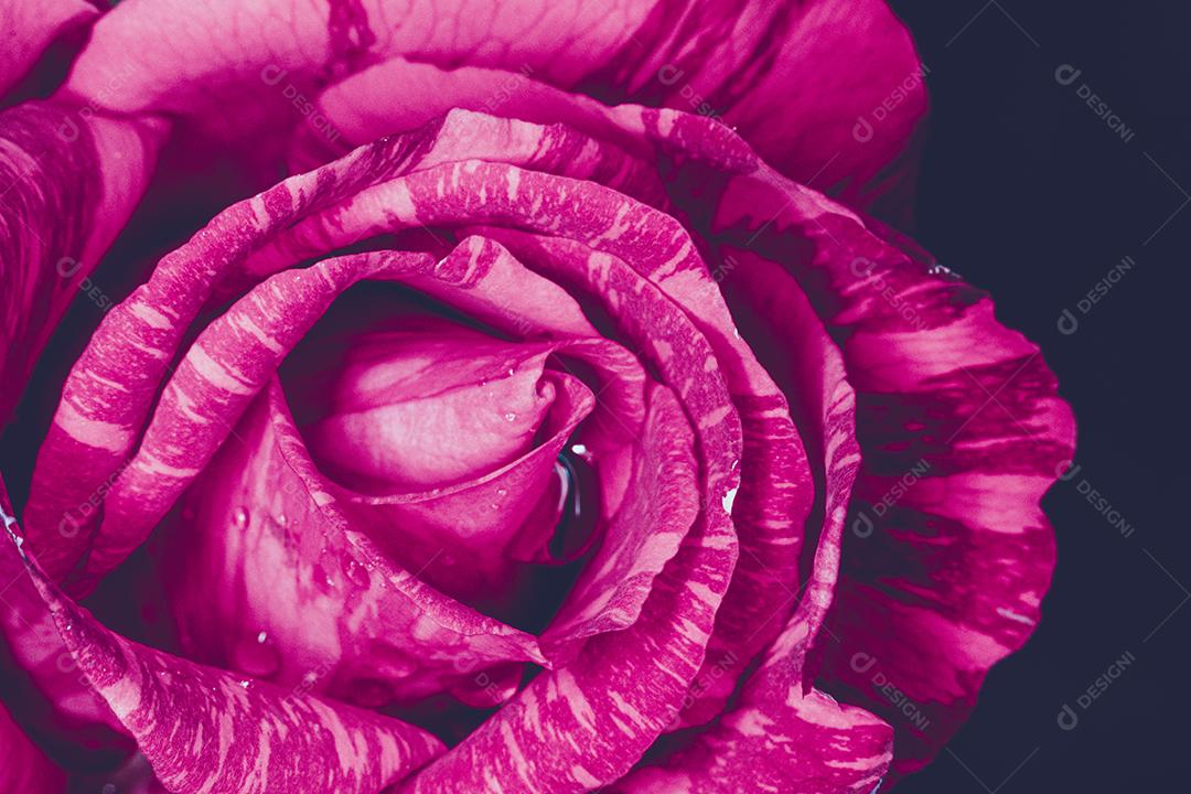 Flor rosa flores sobre fundo desfocado planta