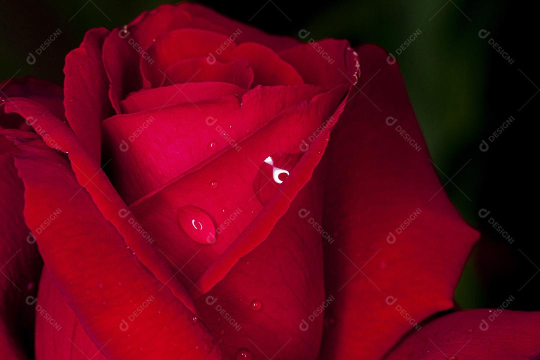 Flor vermelho flores sobre fundo desfocado planta