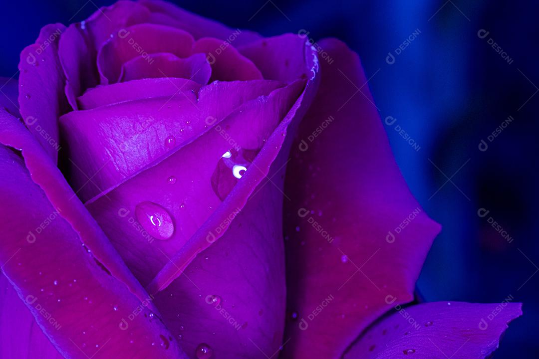 Flor rosas molhada gotas de água