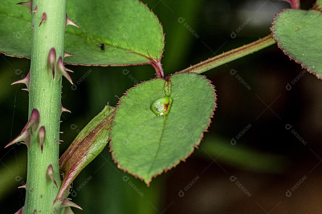 Folha verde com pingo de água gotas fundo desfocado