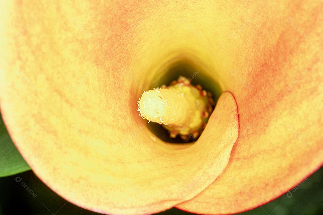 Flor amarela flores sobre fundo desfocado planta