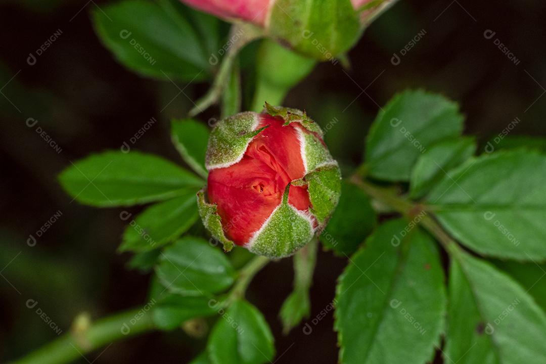 Flor vermelho flores sobre fundo desfocado planta