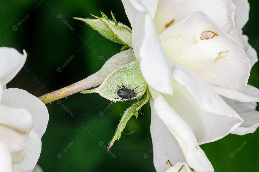 Flor flores arvore planta branca