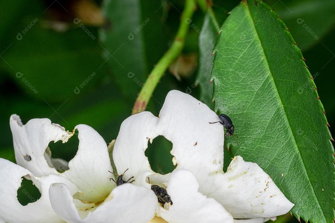 Flor rosa flores sobre fundo desfocado planta
