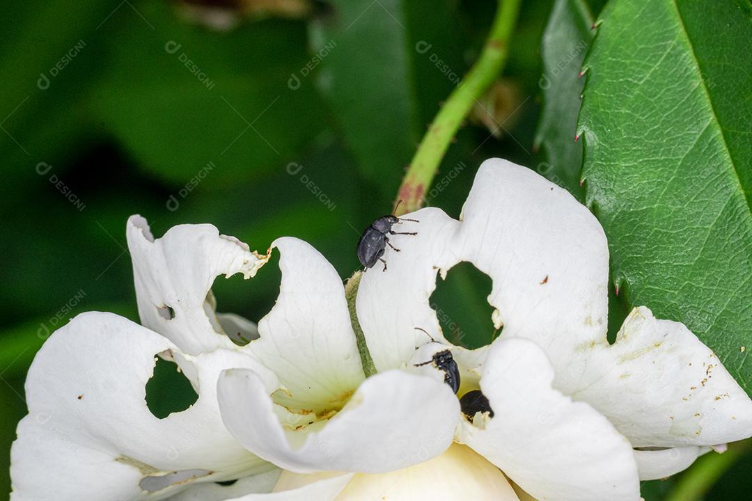 Flor branca arvore flores planta