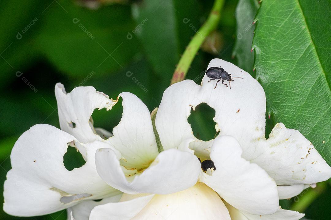 Flor branca arvore flores planta