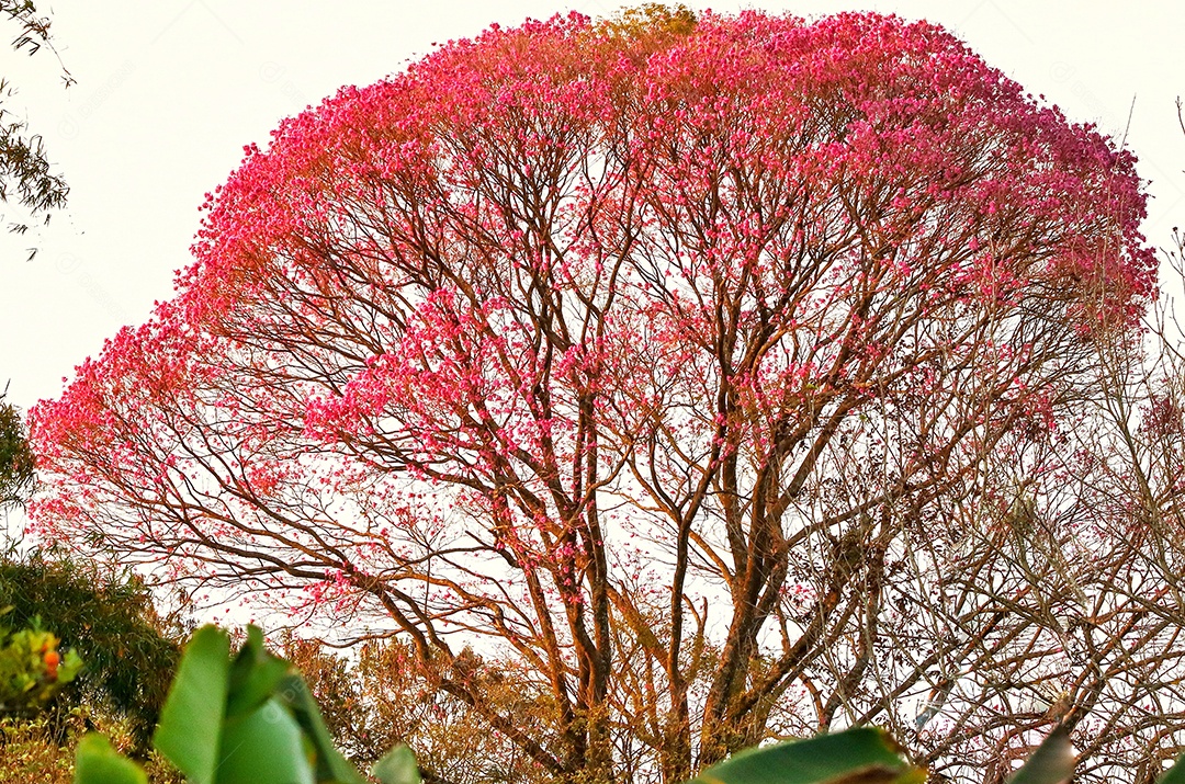 Arvore sobre floresta Ipê rosa.