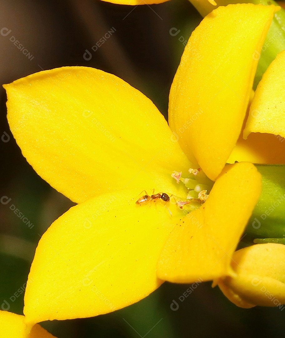 Lindas flores sobre floresta.