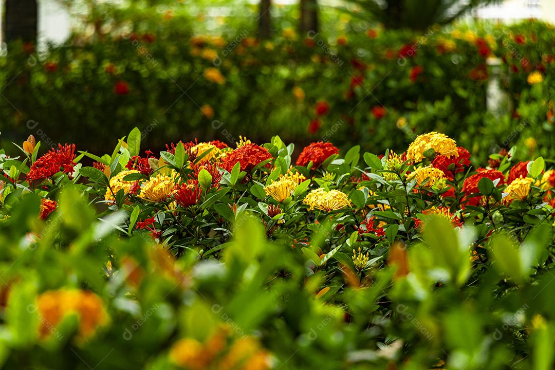 Flor flores plantas chão floresta
