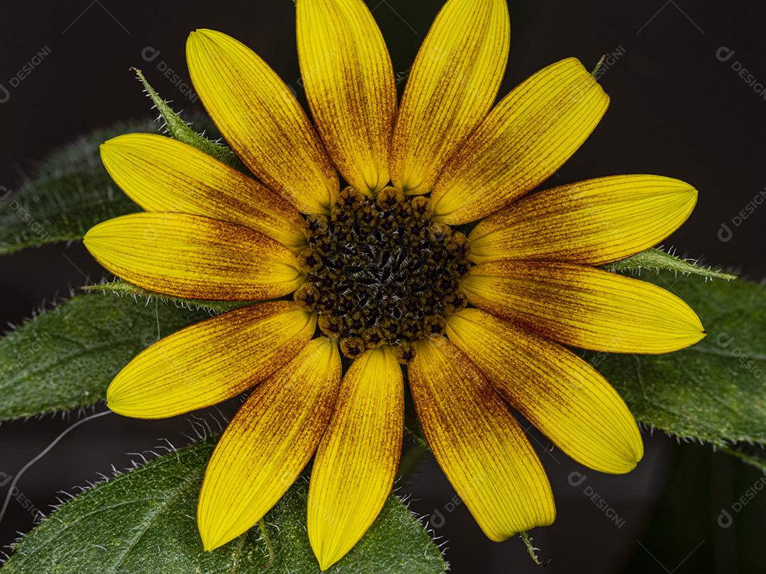 Flor amarela flores sobre fundo desfocado planta