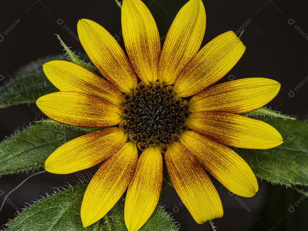 Flor amarela flores sobre fundo desfocado planta