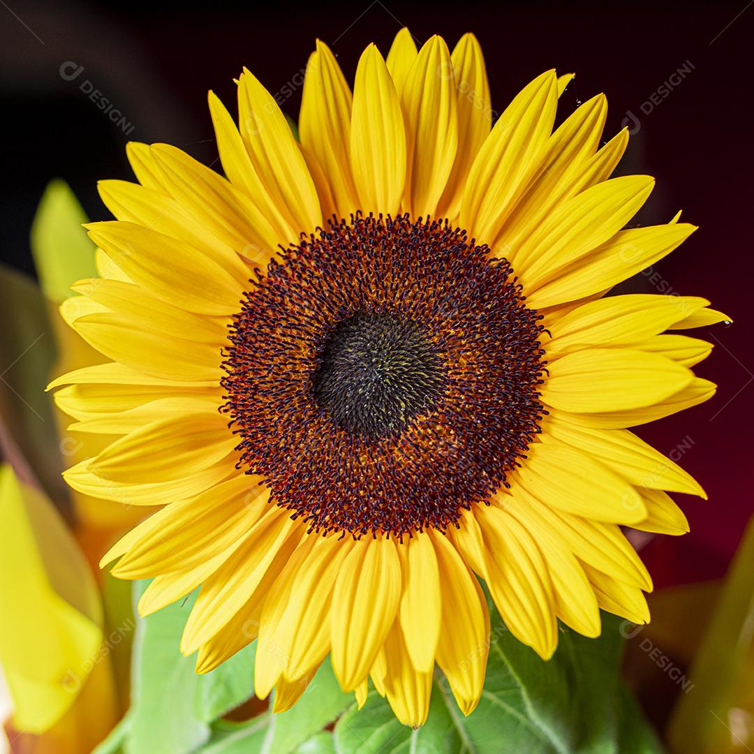 Flor amarela flores sobre fundo desfocado planta