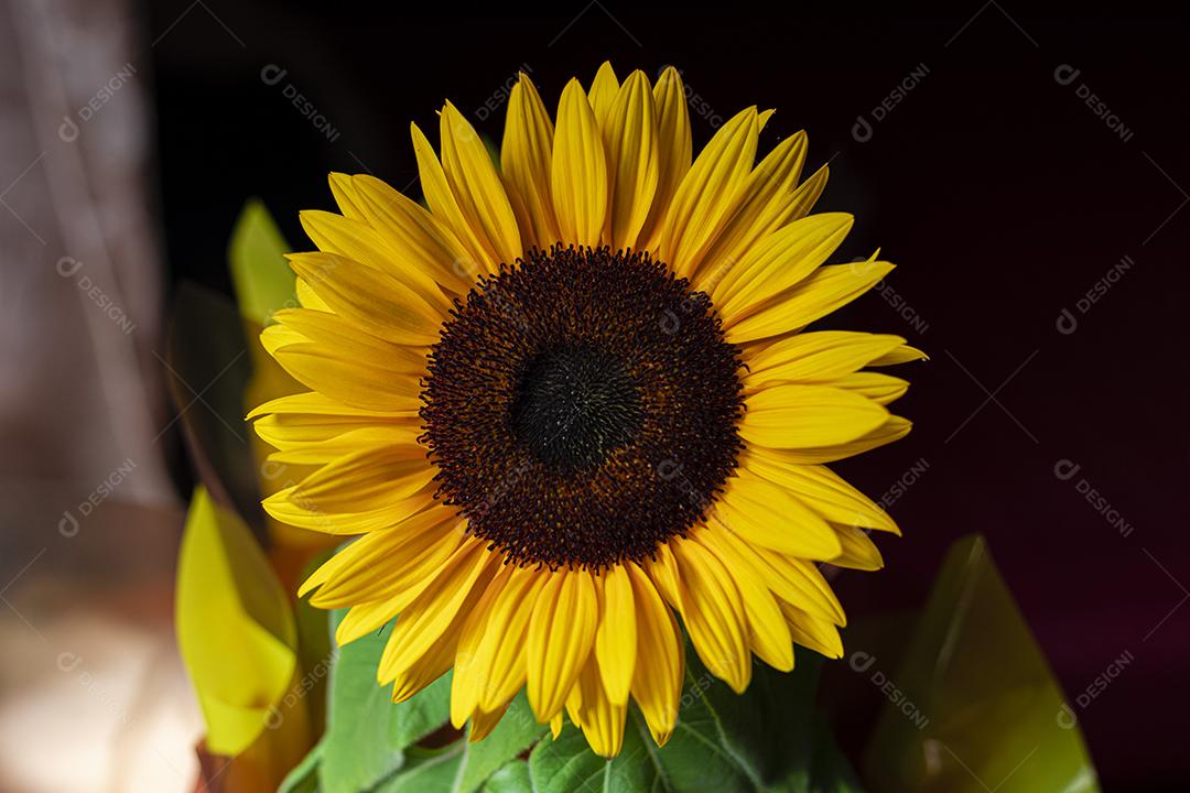 Flor amarela flores sobre fundo desfocado planta