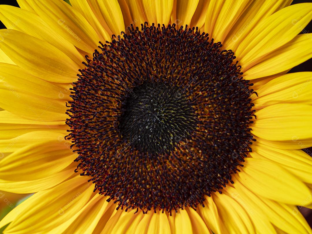 Flor amarela flores sobre fundo desfocado planta