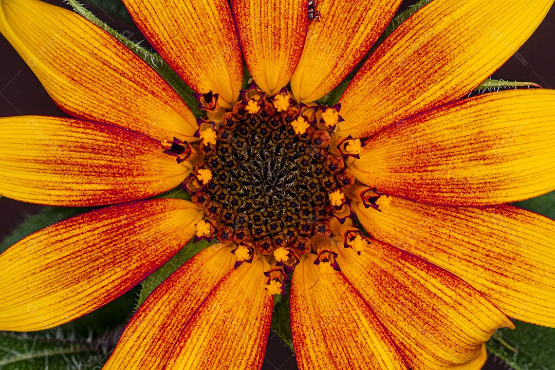 Flor linda amarela planta flores