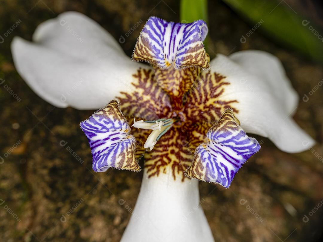 Flor flores Íris da praia floresta fundo desfocado