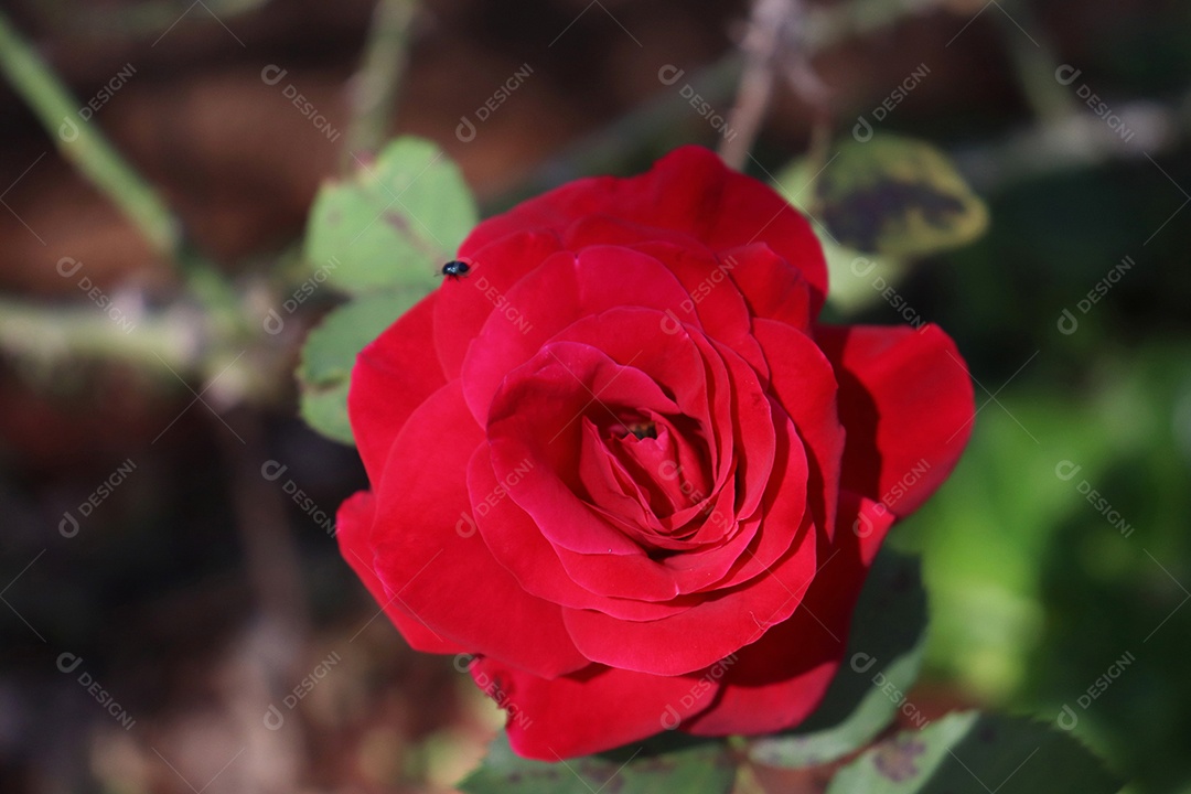 Lindas flores sobre floresta.