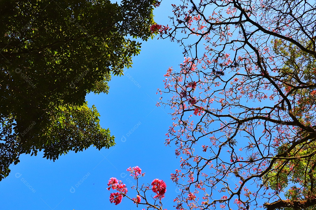 Arvores sobre floresta.