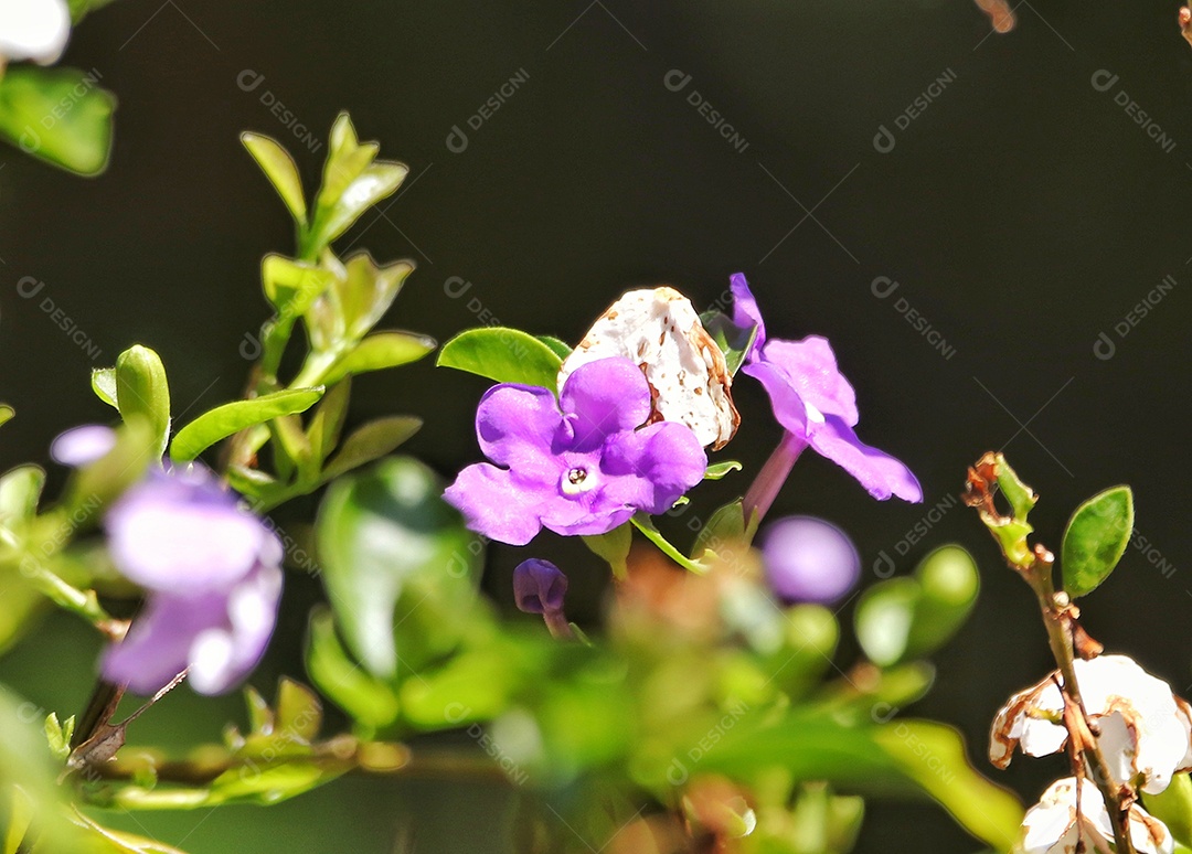 Lindas flores sobre floresta.