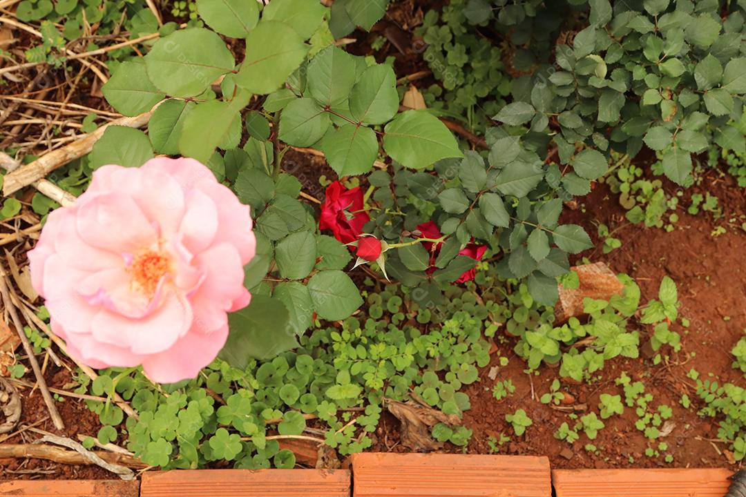 Flor rosa flores sobre fundo desfocado planta
