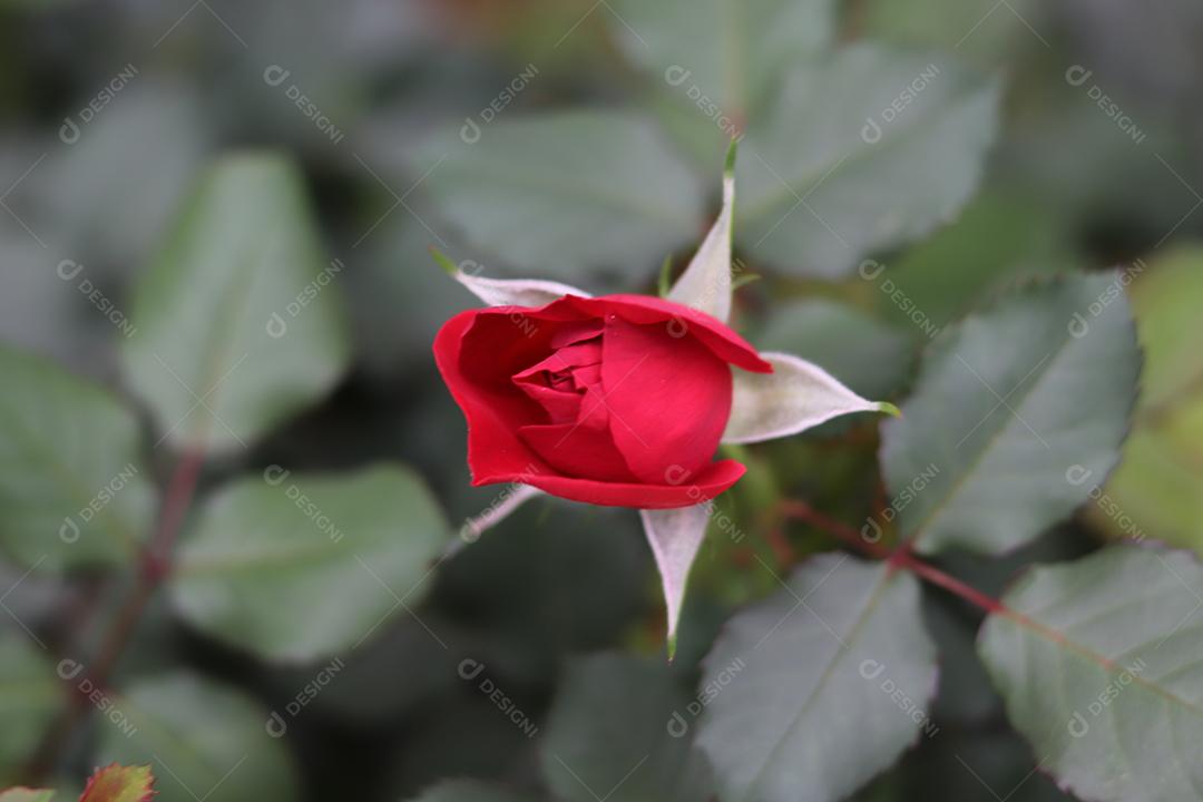 Flor vermelho flores sobre fundo desfocado planta