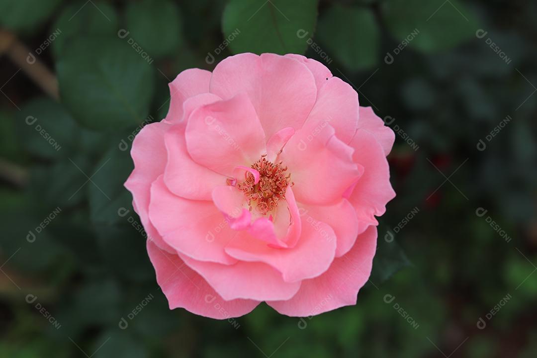 Flor flores rosa arvore planta fotos imagem