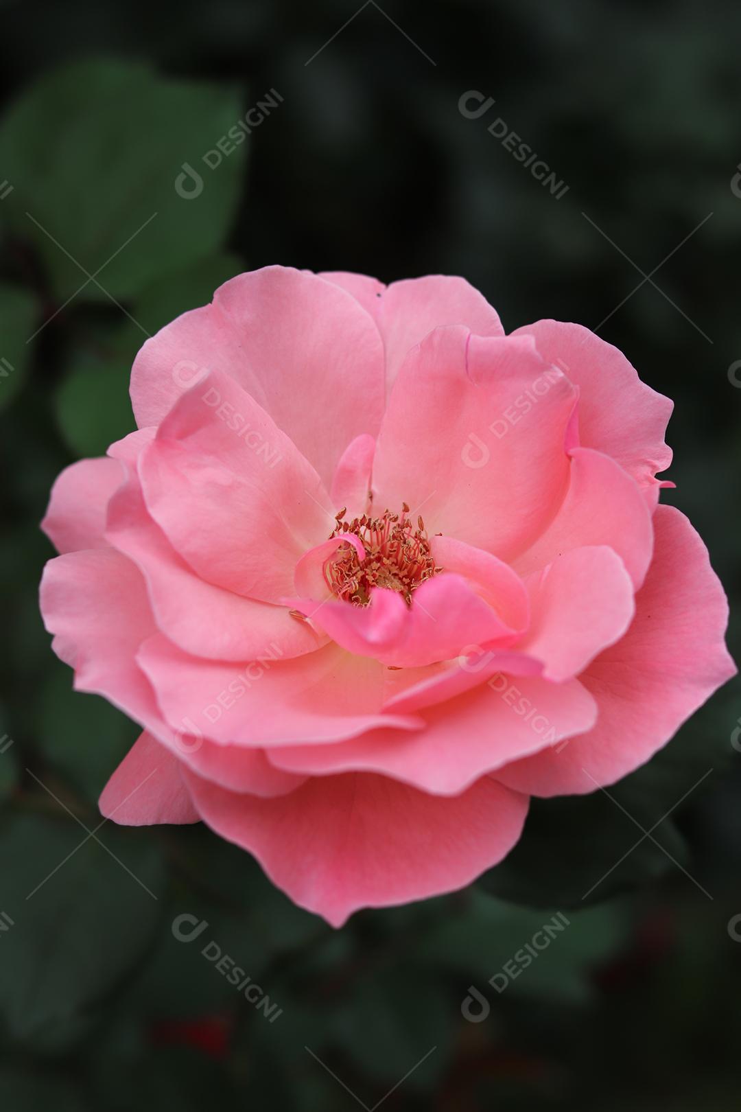 Flor rosa flores sobre fundo desfocado planta