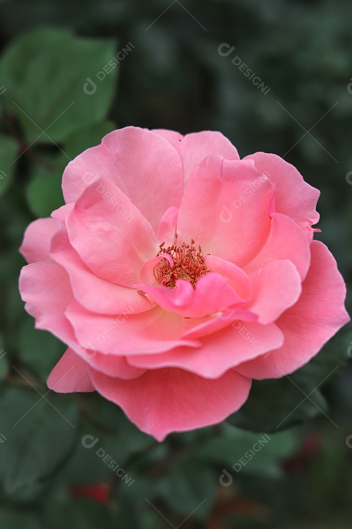 Lindas flores sobre floresta.