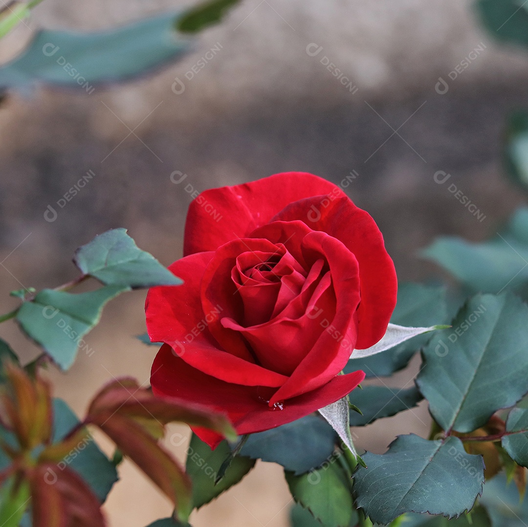 Linda flores sobre floresta.