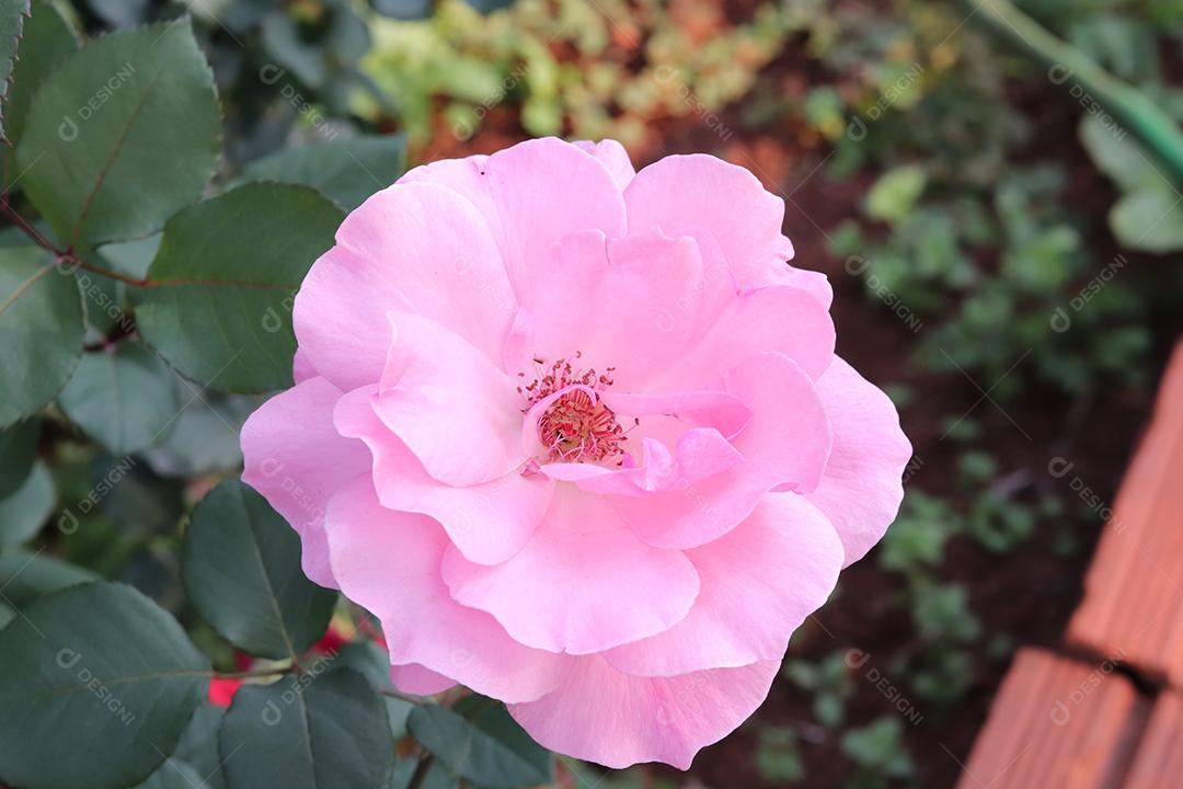 Flor rosa flores sobre fundo desfocado planta