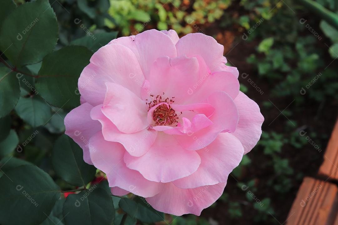 Flor rosa flores sobre fundo desfocado planta