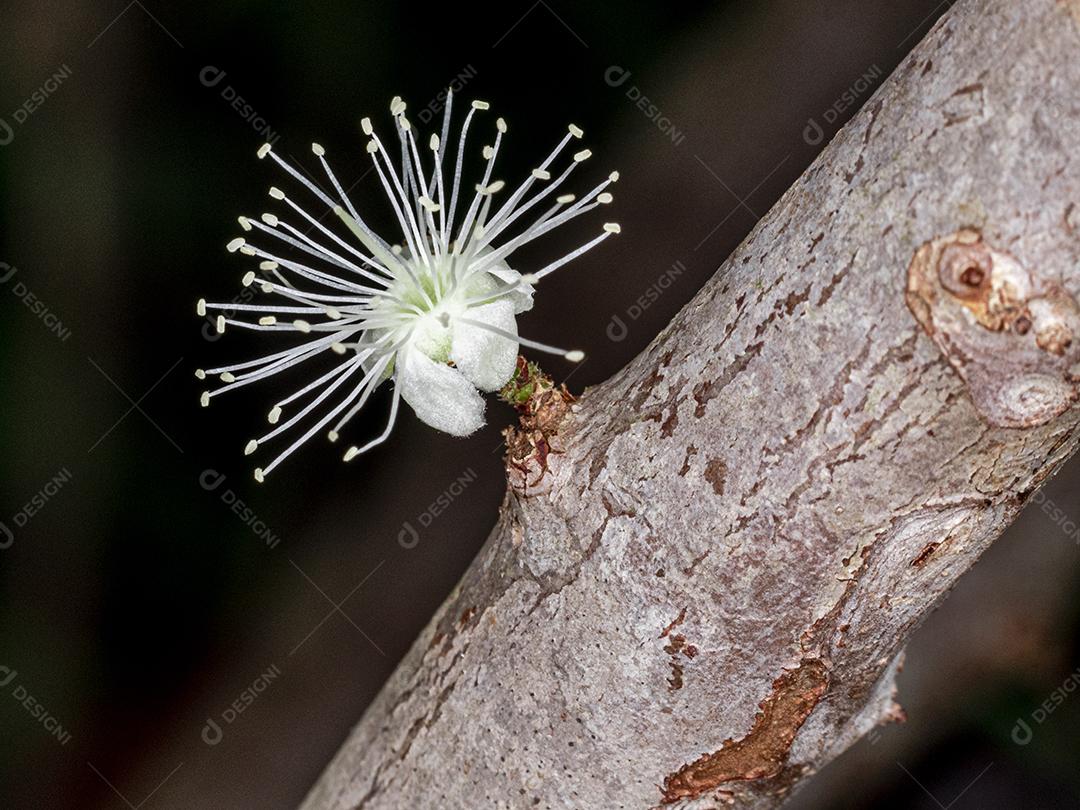 Flor de Jabuticaba fruto arvore florescendo fruta