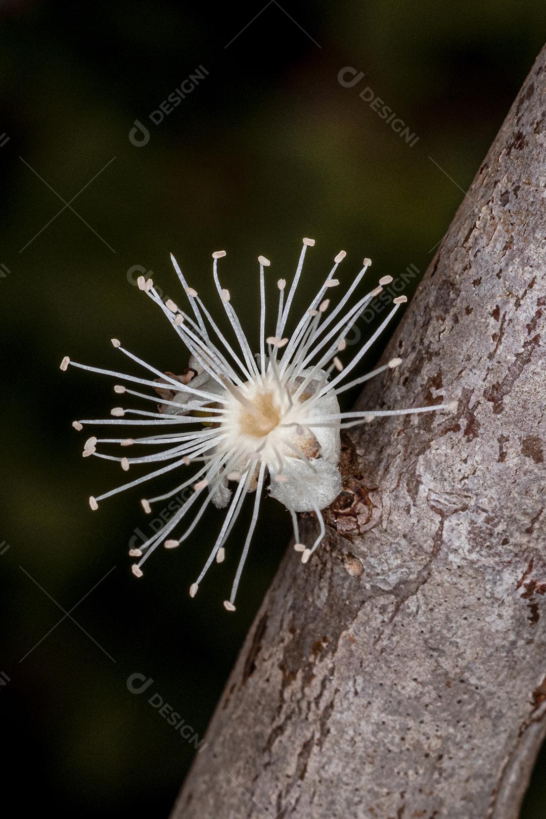 Flor de Jabuticaba fruto arvore florescendo fruta