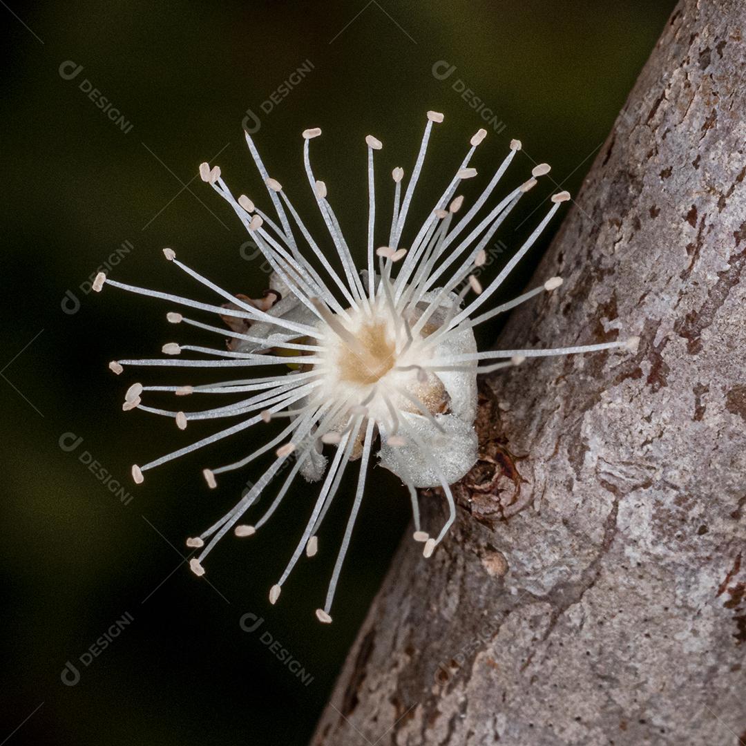 Flor de Jabuticaba fruto arvore florescendo fruta