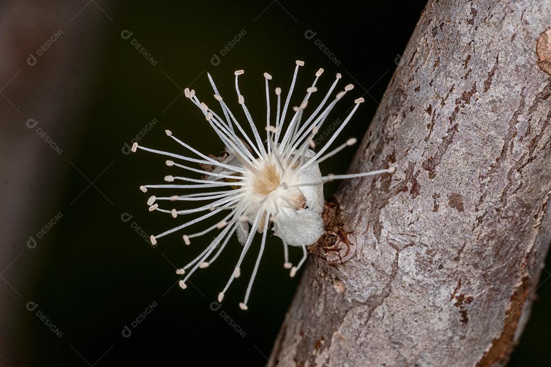 Fotografia macro de flor de jabuticaba