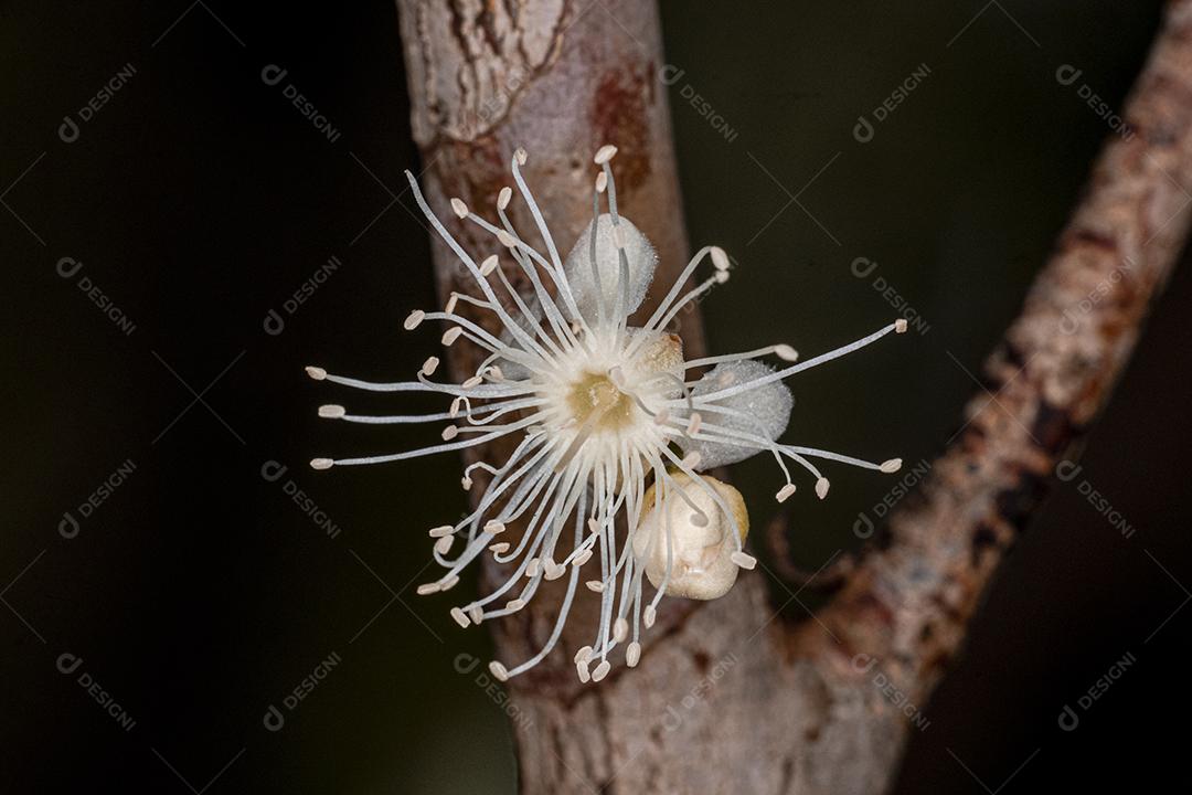 Flor de Jabuticaba fruto arvore florescendo fruta