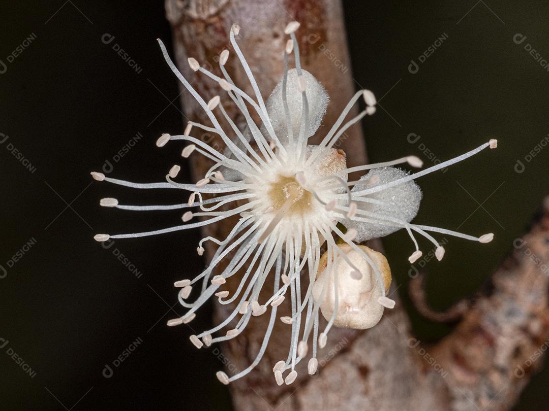 Flor de Jabuticaba fruto arvore florescendo fruta