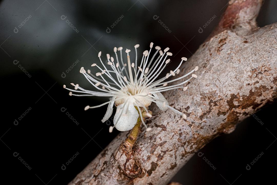 Flor de Jabuticaba fruto arvore florescendo fruta