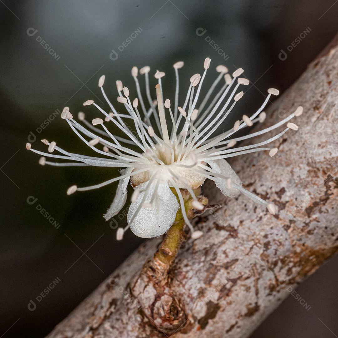 Flor de Jabuticaba fruto arvore florescendo fruta