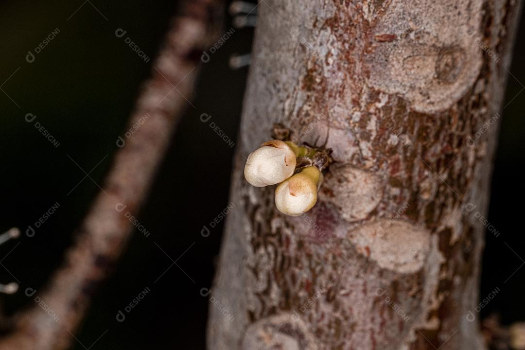Flor de Jabuticaba fruto arvore florescendo fruta