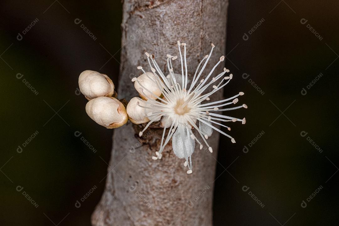 Flor de Jabuticaba fruto arvore florescendo fruta