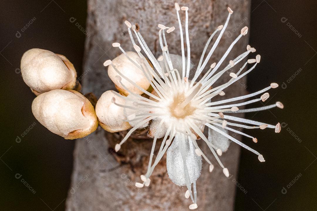 Flor de Jabuticaba fruto arvore florescendo fruta