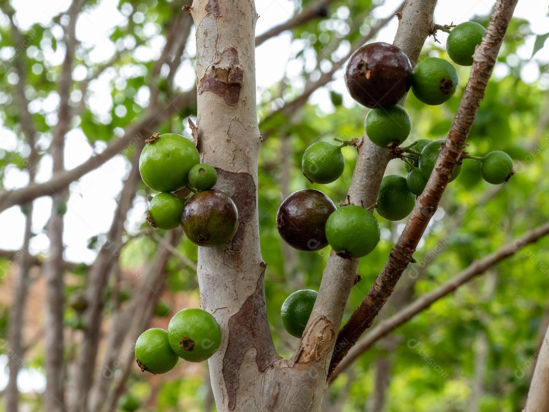 Pé de jabuticaba frutas comida arvore
