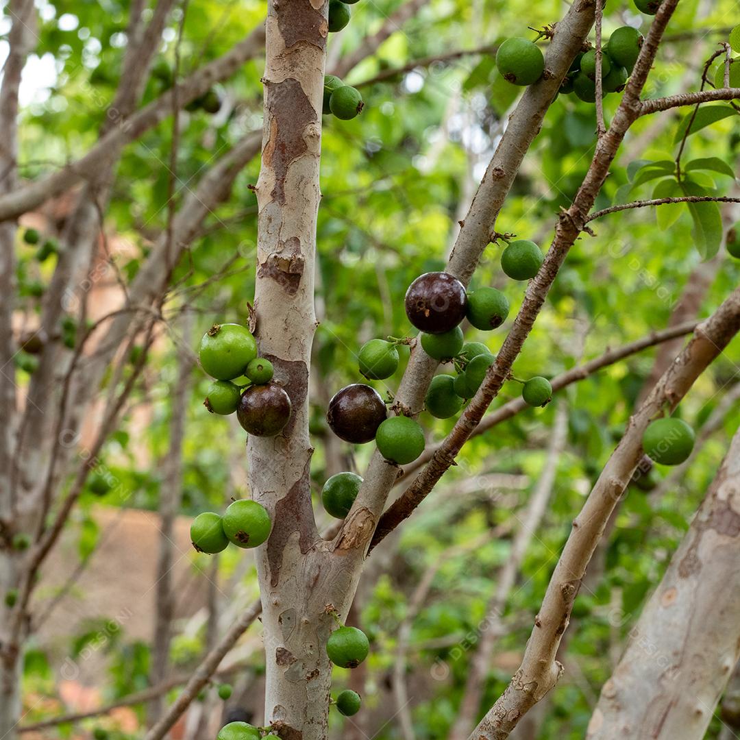 Pé de jabuticaba frutas comida arvore floresta