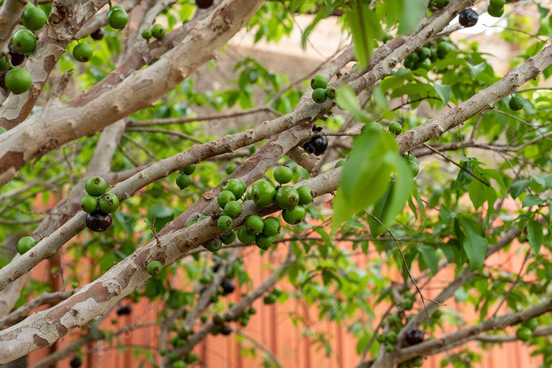 Arvore frutas comida jabuticaba alimentos