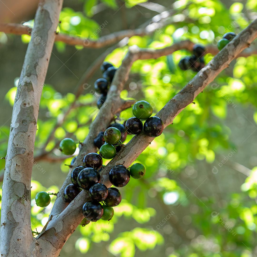 Pé de jabuticaba frutas comida arvore floresta