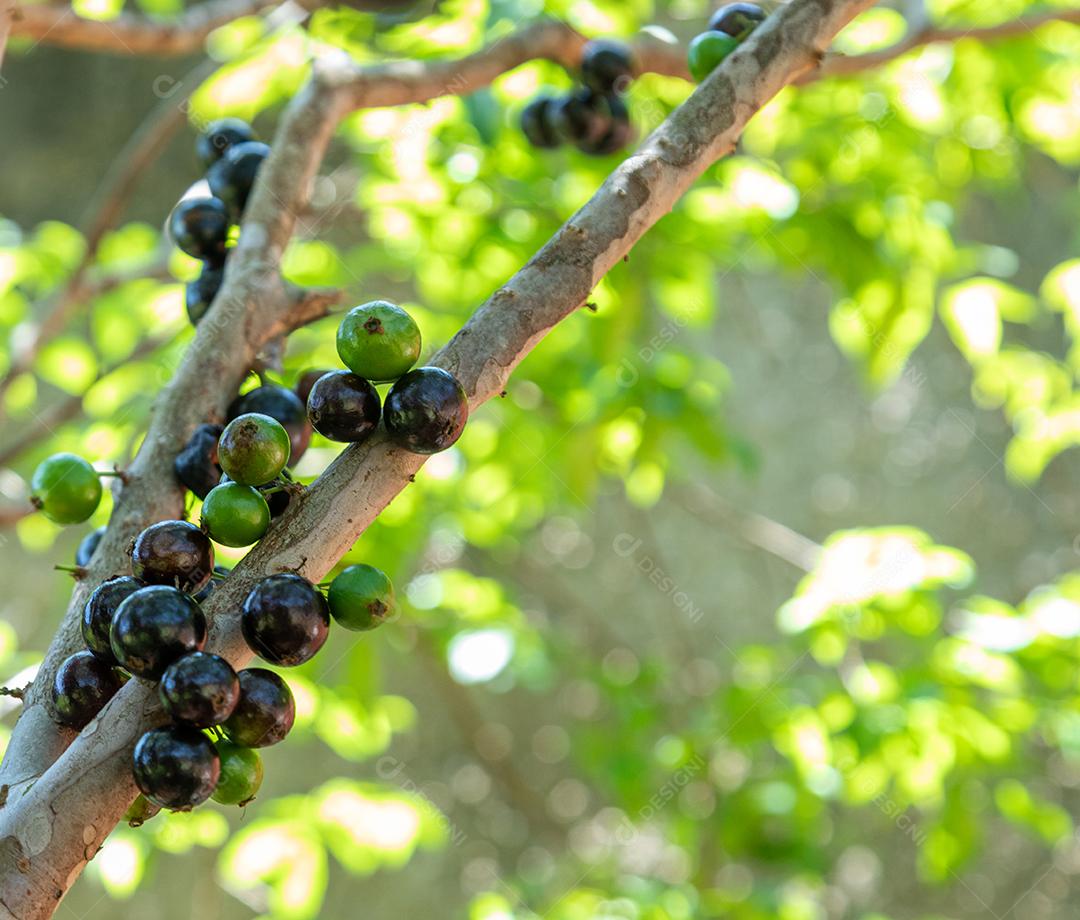 Pé de jabuticaba frutas comida arvore floresta