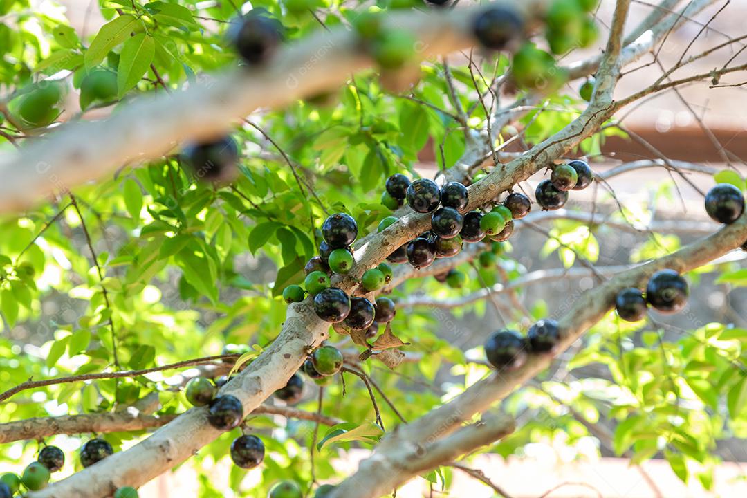 Pé de jabuticaba frutas comida arvore floresta